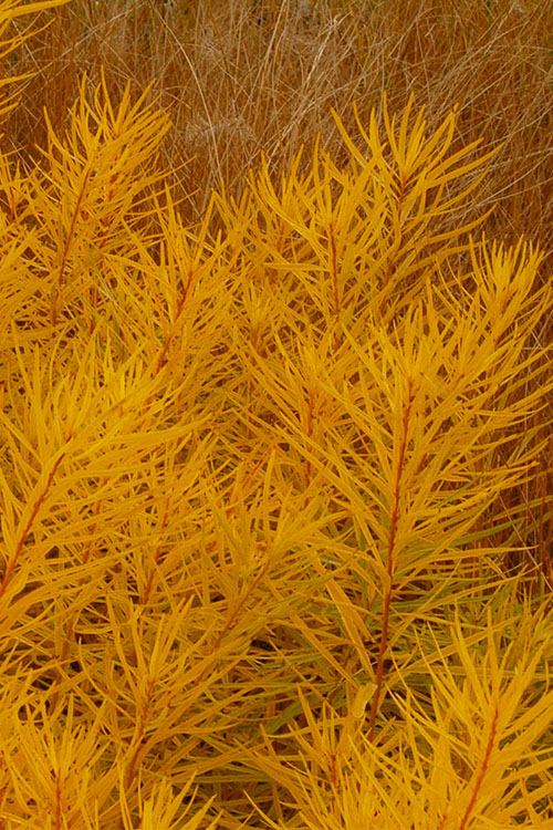  Butterscotch Blue Star (Amsonia Hubrichtii) - 5 Pack Of Quart Pots