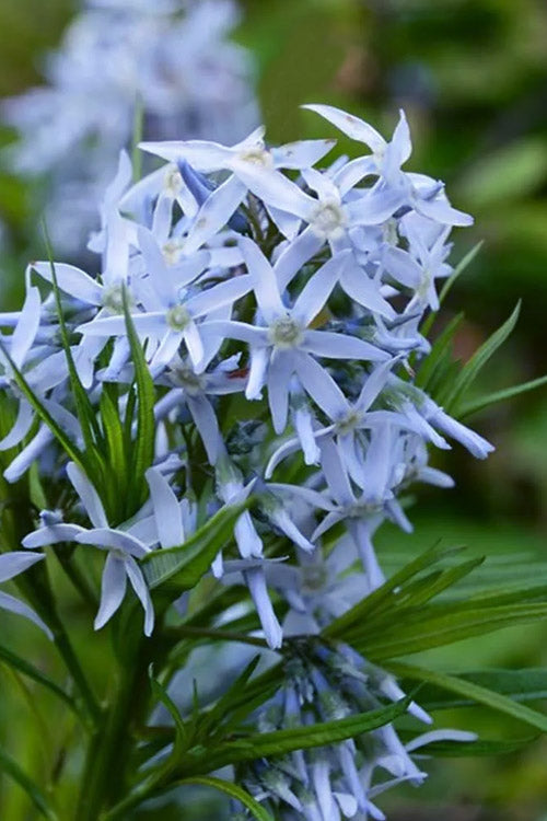  Butterscotch Blue Star (Amsonia Hubrichtii) - 6 Pack Of 1 Gallon Pots