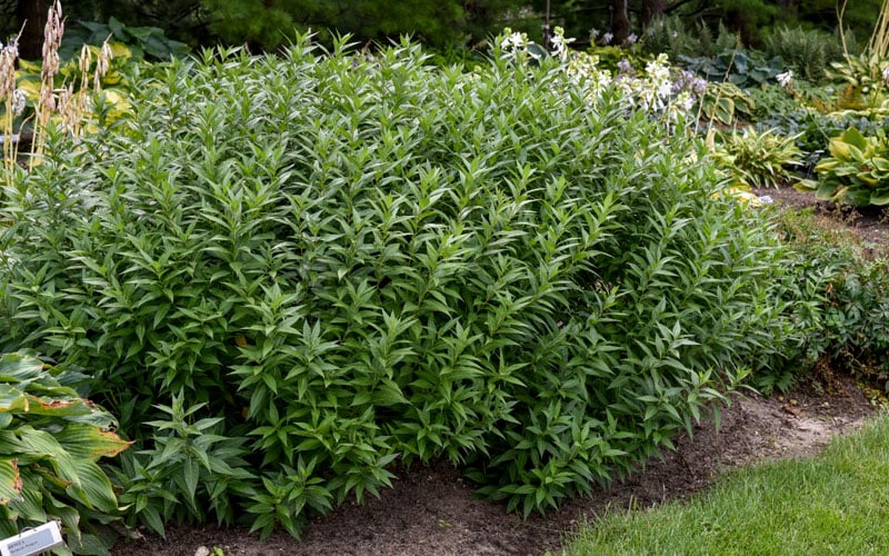  Storm Cloud Bluestar (Amsonia) - 1 Gallon Pot