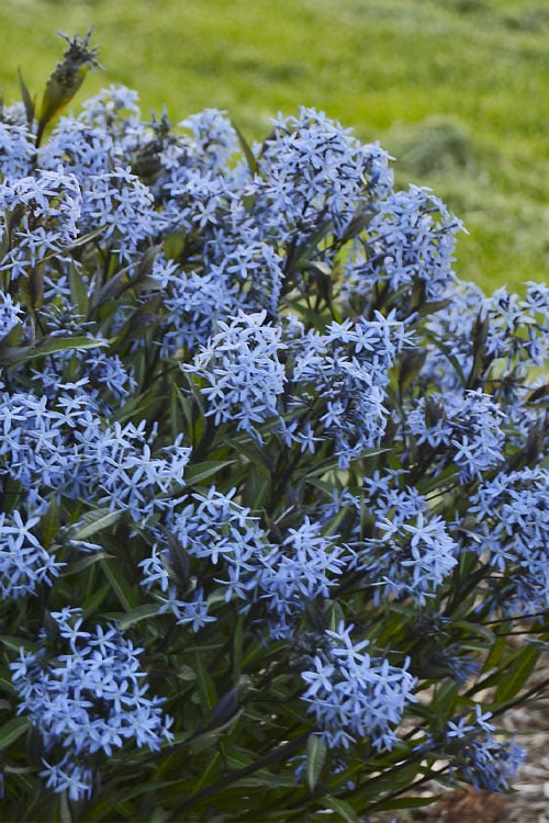  Storm Cloud Bluestar (Amsonia) - 1 Gallon Pot