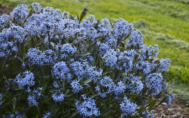  Storm Cloud Bluestar (Amsonia) - 1 Gallon Pot