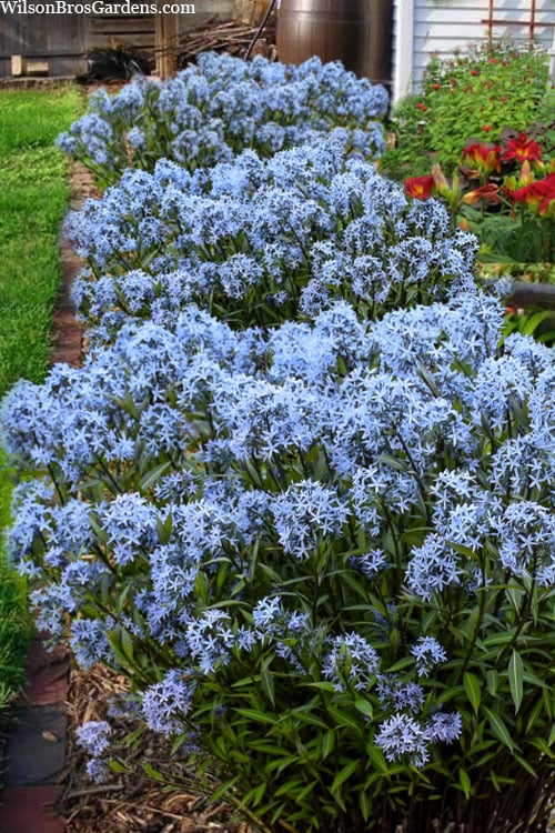  Storm Cloud Bluestar (Amsonia) - 1 Gallon Pot