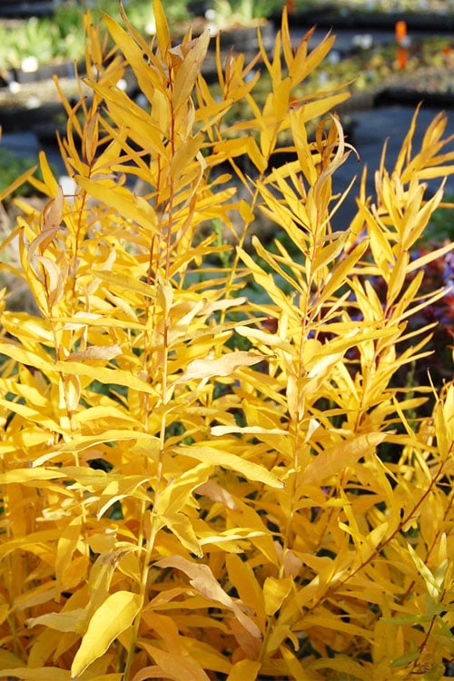  Storm Cloud Bluestar (Amsonia) - 1 Gallon Pot