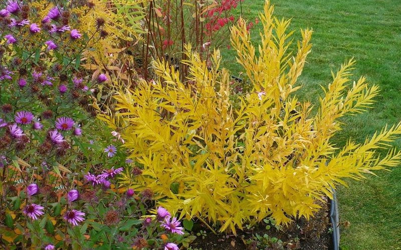  Storm Cloud Bluestar (Amsonia) - 1 Gallon Pot