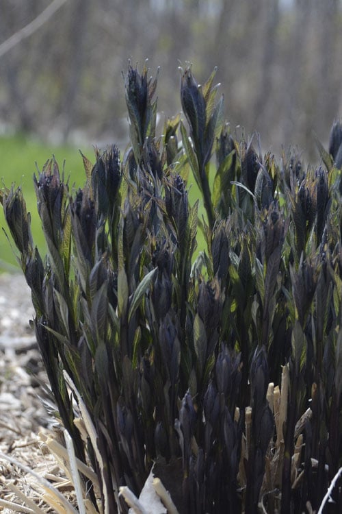  Storm Cloud Bluestar (Amsonia) - 1 Gallon Pot