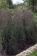  Holy Smoke Big Bluestem Grass (Andropogon Gerardii) - 1 Gallon Pot