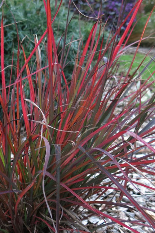  Red October Big Bluestem Grass (Andropogon) - 1 Gallon Pot