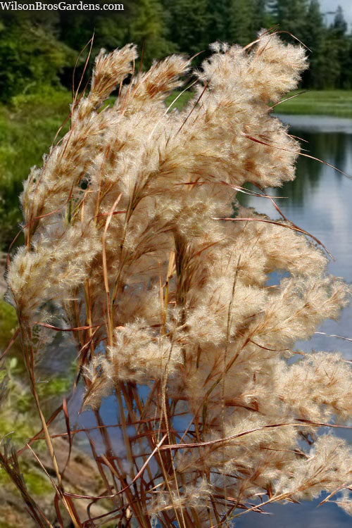  Bushy Bluestem Grass (Andropogon Glomeratus) - 6 Pack Of 1 Gallon Pots