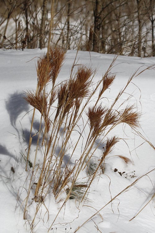  Bushy Bluestem Grass (Andropogon Glomeratus) - 1 Gallon Pot