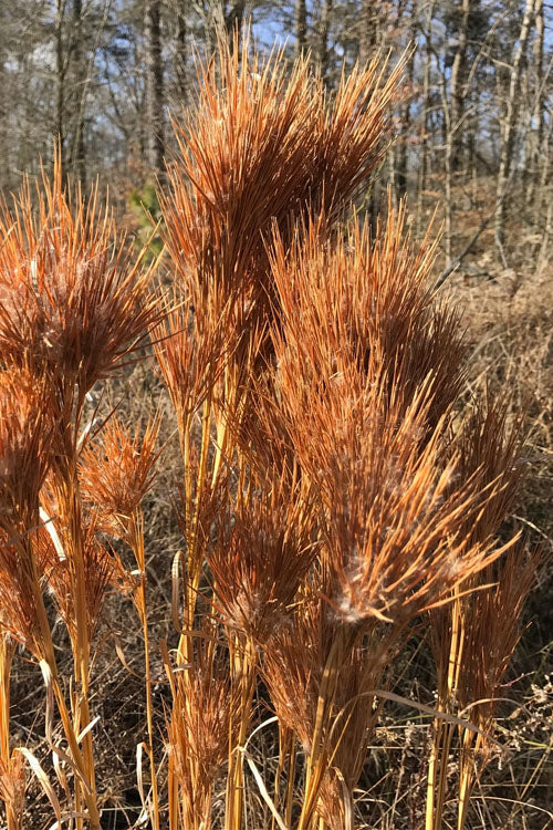  Bushy Bluestem Grass (Andropogon Glomeratus) - 8 Pack Of 1 Gallon Pots