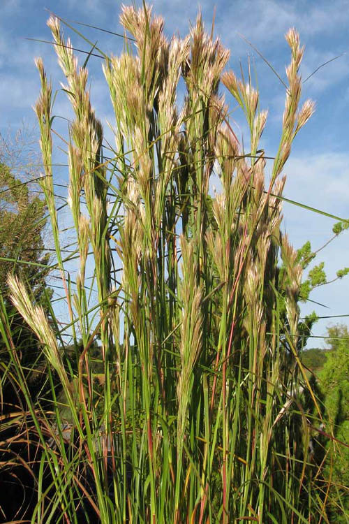  Bushy Bluestem Grass (Andropogon Glomeratus) - 6 Pack Of 1 Gallon Pots