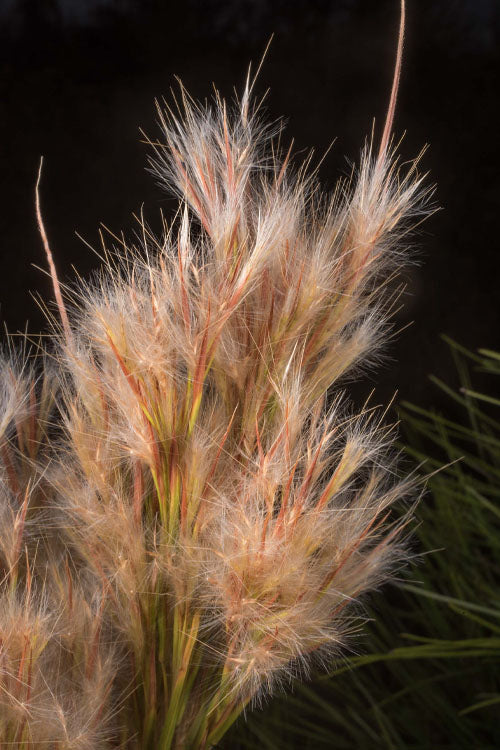  Bushy Bluestem Grass (Andropogon Glomeratus) - 8 Pack Of 1 Gallon Pots