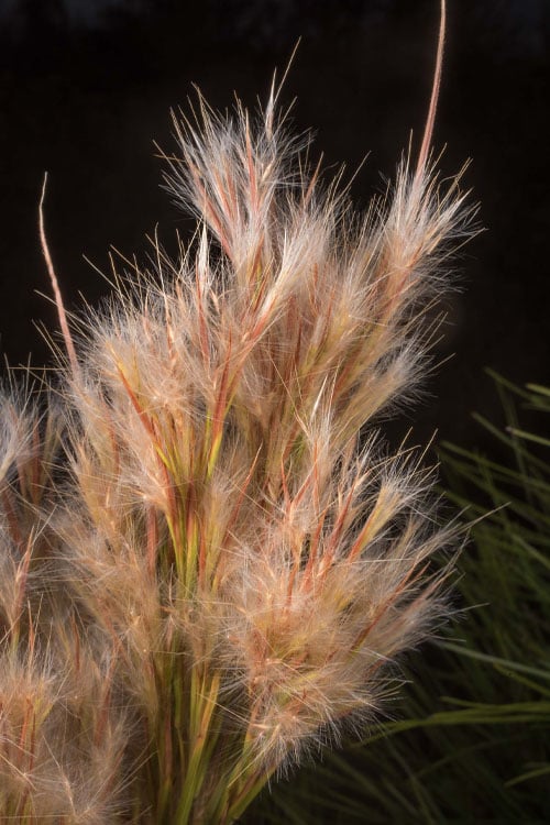  Bushy Bluestem Grass (Andropogon Glomeratus) - 1 Gallon Pot