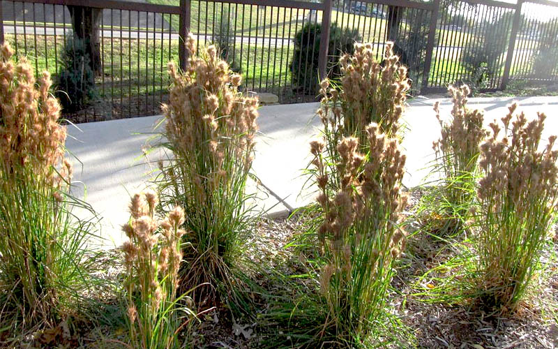  Bushy Bluestem Grass (Andropogon Glomeratus) - 8 Pack Of 1 Gallon Pots