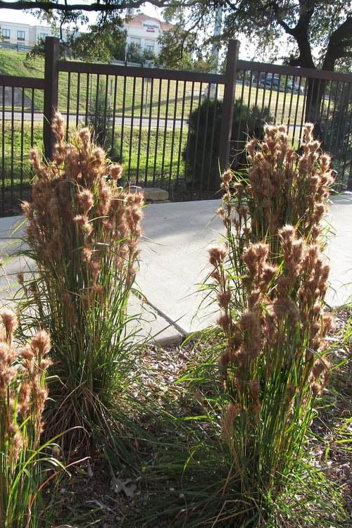  Bushy Bluestem Grass (Andropogon Glomeratus) - 1 Gallon Pot