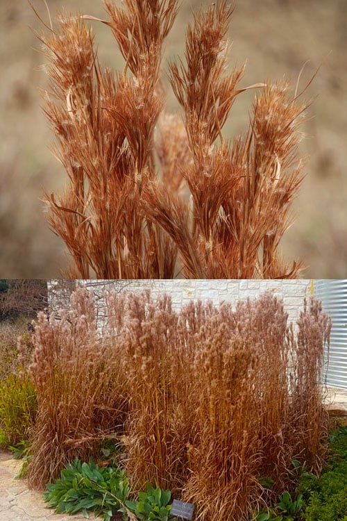  Bushy Bluestem Grass (Andropogon Glomeratus) - 1 Gallon Pot