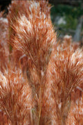  Bushy Bluestem Grass (Andropogon Glomeratus) - 1 Gallon Pot