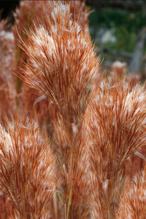  Bushy Bluestem Grass (Andropogon Glomeratus) - 6 Pack Of 1 Gallon Pots