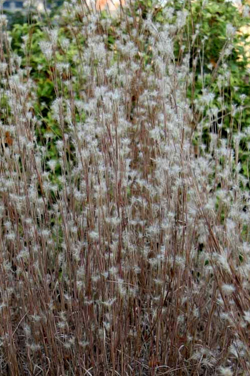  Black Mountain Bluestem Grass (Andropogon Ternarius) - 8 Pack Of 1 Gallon Pots