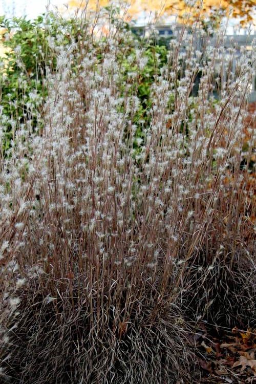  Black Mountain Bluestem Grass (Andropogon Ternarius) - 8 Pack Of 1 Gallon Pots