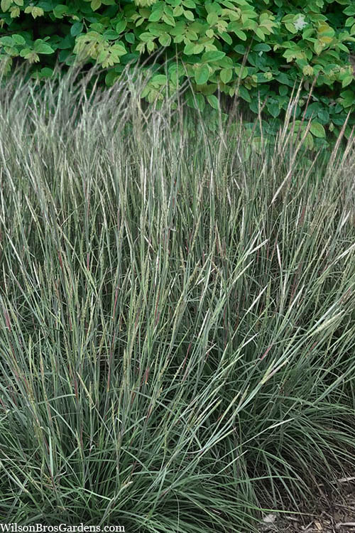  Black Mountain Bluestem Grass (Andropogon Ternarius) - 8 Pack Of 1 Gallon Pots