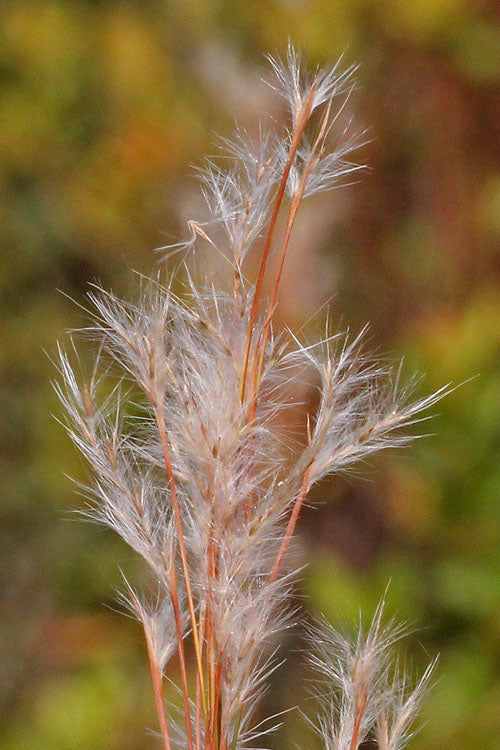  Broomsedge Bluestem Grass (Andropogon Virginicus) - 1 Gallon Pot