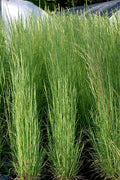  Broomsedge Bluestem Grass (Andropogon Virginicus) - 6 Pack Of 1 Gallon Pots