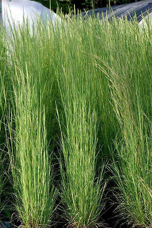  Broomsedge Bluestem Grass (Andropogon Virginicus) - 8 Pack Of 1 Gallon Pots