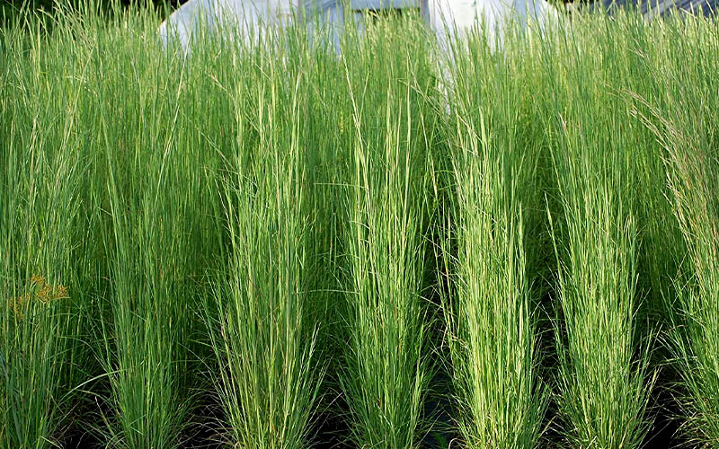  Broomsedge Bluestem Grass (Andropogon Virginicus) - 6 Pack Of 1 Gallon Pots