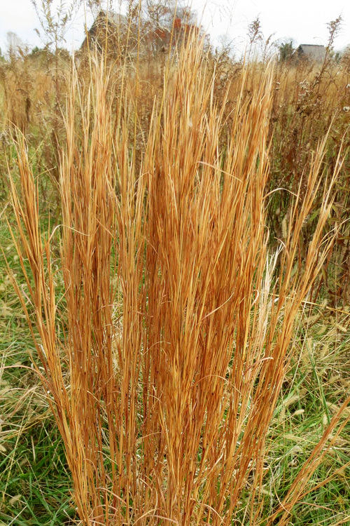  Broomsedge Bluestem Grass (Andropogon Virginicus) - 8 Pack Of 1 Gallon Pots