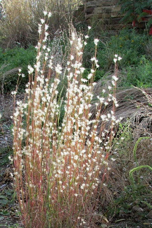  Broomsedge Bluestem Grass (Andropogon Virginicus) - 8 Pack Of 1 Gallon Pots