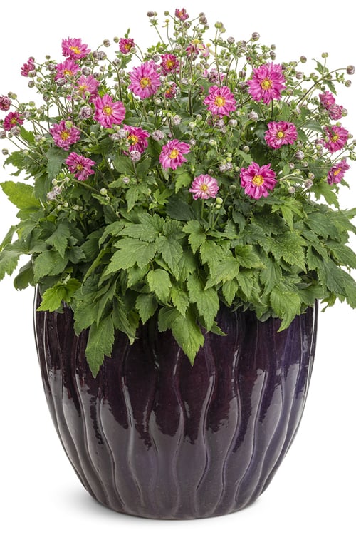  Fall In Love 'Sweetly' Anemone (Windflower) - 1 Gallon Pot