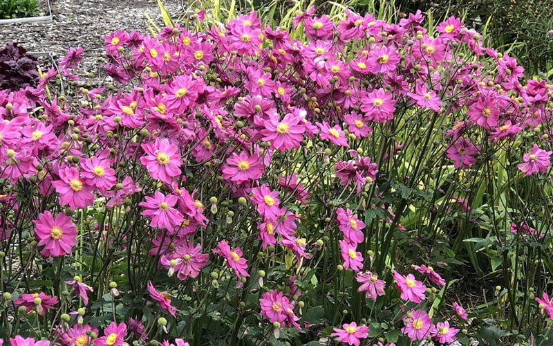  Fall In Love 'Sweetly' Anemone (Windflower) - 1 Gallon Pot