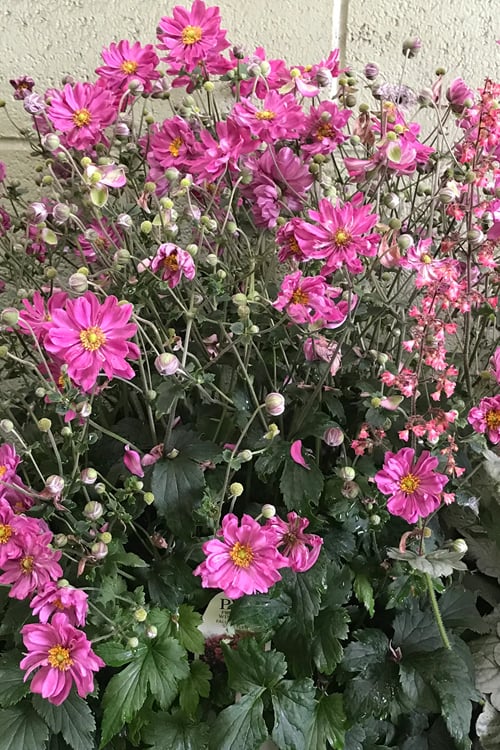  Fall In Love 'Sweetly' Anemone (Windflower) - 1 Gallon Pot