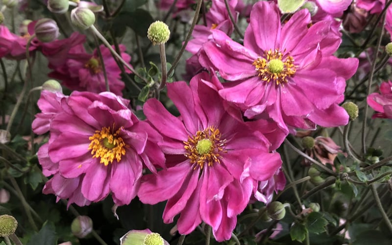 Fall In Love 'Sweetly' Anemone (Windflower) - 1 Gallon Pot