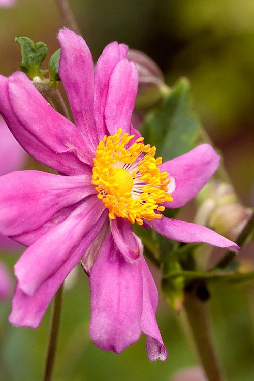  Prince Henry Anemone (Windflower) - 1 Gallon Pot