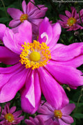  Prince Henry Anemone (Windflower) - 1 Gallon Pot