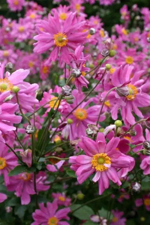  Prince Henry Anemone (Windflower) - 1 Gallon Pot