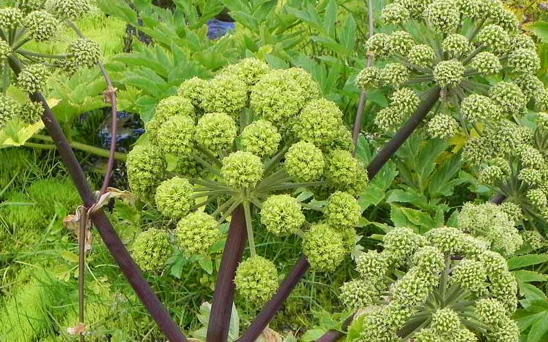  Purple Stem Great Angelica - 2 Gallon Pot