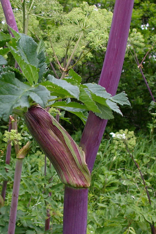  Purple Stem Great Angelica - 2 Gallon Pot