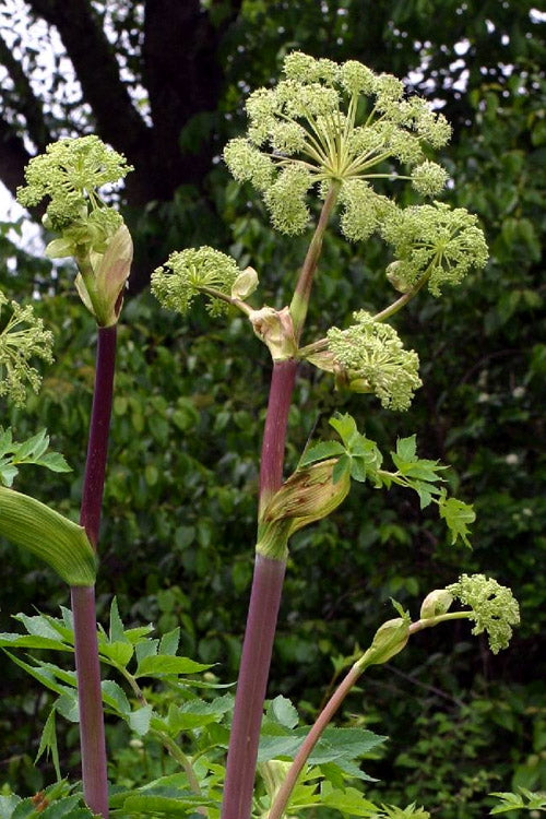  Purple Stem Great Angelica - 2 Gallon Pot