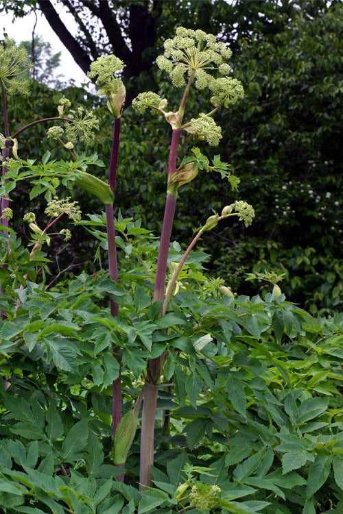  Purple Stem Great Angelica - 2 Gallon Pot