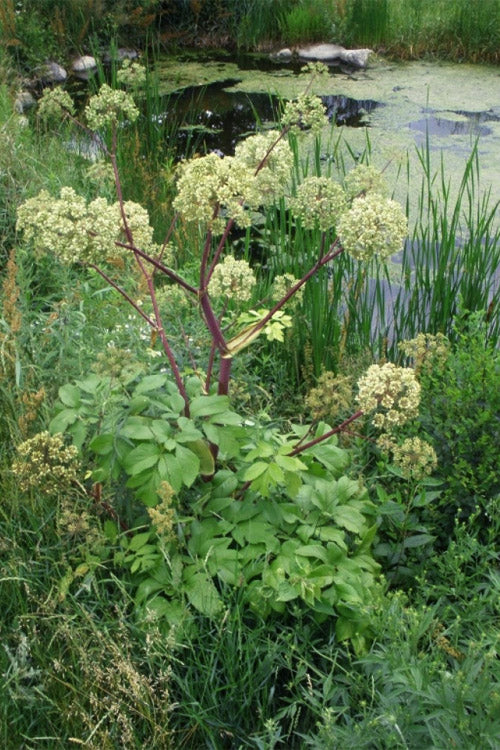  Purple Stem Great Angelica - 2 Gallon Pot