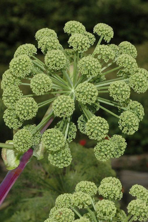  Purple Stem Great Angelica - 2 Gallon Pot