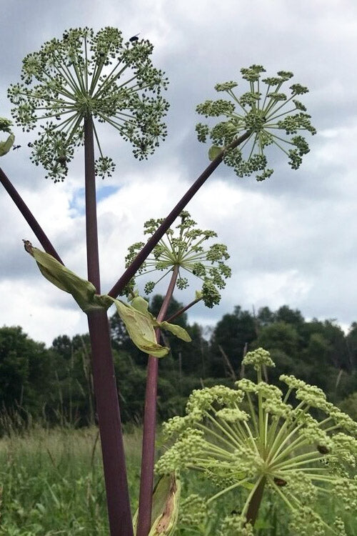  Purple Stem Great Angelica - 2 Gallon Pot