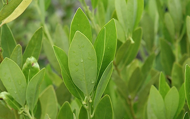 Ocala Yellow Anise (Illicium Parviflorum) - 3 Gallon Pot