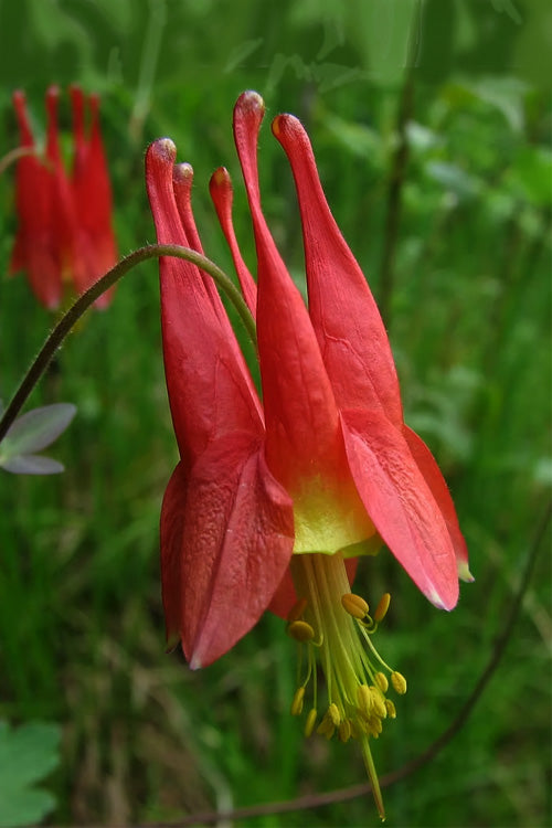  Eastern Red Columbine (Aquilegia) - 5 Pack Of Quart Pots