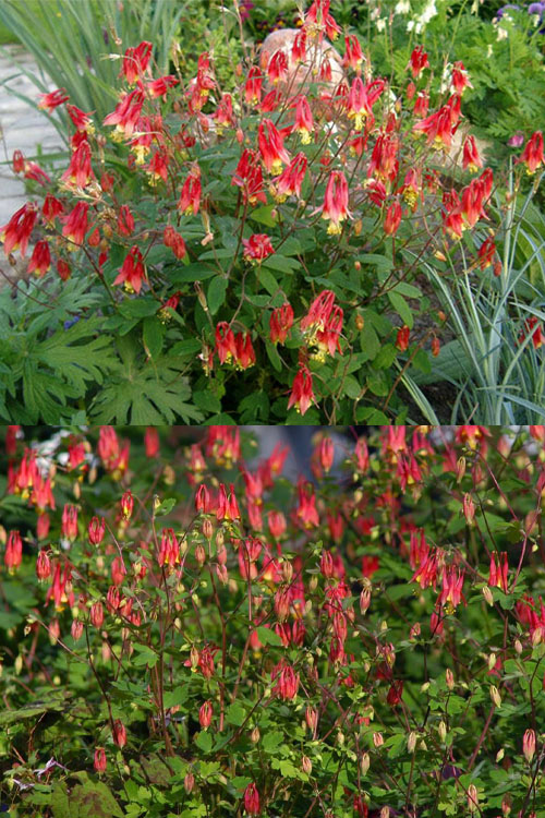  Eastern Red Columbine (Aquilegia) - 5 Pack Of Quart Pots