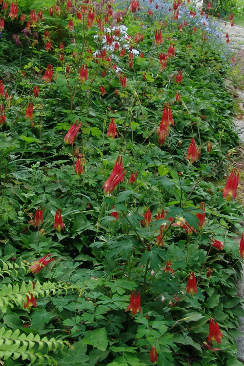  Eastern Red Columbine (Aquilegia) - 5 Pack Of Quart Pots
