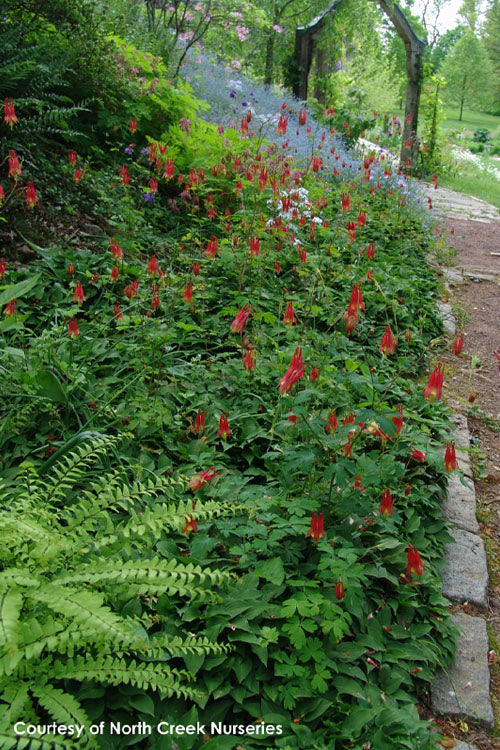  Little Lanterns Eastern Red Columbine (Aquilegia) - 6-Pack Of 1 Gallon Pots
